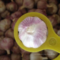 2020 China/Chinese Best Fresh Natural Garlic Price - New crop, Hot sales